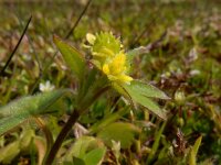 Ranunculus parviflorus 16, Kleine boterbloem, Saxifraga-Ed Stikvoort