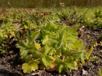 Ranunculus parviflorus 20. Kleine boterbloem, Saxifraga-Ed Stikvoort