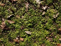 Ranunculus parviflorus 21, Kleine boterbloem, Saxifraga-Ed Stikvoort