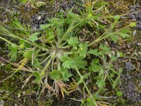 Ranunculus parviflorus 3, Kleine boterbloem, Saxifraga-Jelle van Dijk