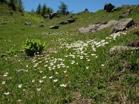 Ranunculus pyrenaeus 3, Saxifraga-Harry Jans