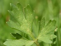 Ranunculus sardous 27, Behaarde boterbloem, Saxifraga-Sonja Bouwman  880. Behaarde boterbloem - Ranunculus sardous - Ranunculaceae familie (i)