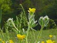 Ranunculus sardous 31, Behaarde boterbloem, Saxifraga-Hans Grotenhuis
