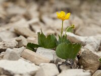 Ranunculus thora 4, Saxifraga-Luuk Vermeer