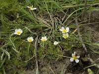 Ranunculus trichophyllus 10, Saxifraga-Willem van Kruijsbergen