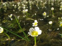 Ranunculus trichophyllus 11, Saxifraga-Rutger Barendse