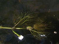 Ranunculus trichophyllus 12, Saxifraga-Rutger Barendse