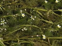 Ranunculus trichophyllus 4, Saxifraga-Willem van Kruijsbergen