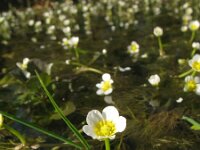 Ranunculus trichophyllus 7, Saxifraga-Rutger Barendse