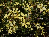 Raphanus raphanistrum 16, Knopherik, Saxifraga-Ed Stikvoort