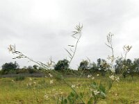 Raphanus raphanistrum 18, Knopherik, Saxifraga-Ed Stikvoort