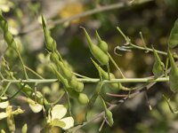 Raphanus raphanistrum 29, Knopherik, Saxifraga-Willem van Kruijsbergen