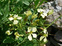 Raphanus raphanistrum 39, Knopherik, Saxifraga-Hans Grotenhuis