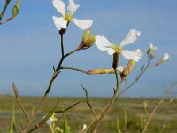 Raphanus raphanistrum 6, Knopherik, Saxifraga-Ed Stikvoort