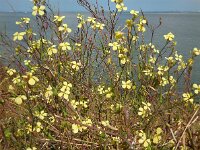 Raphanus raphanistrum ssp landra 24, Zeeradijs, Saxifraga-Ed Stikvoort