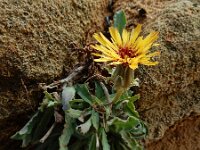 Reichardia gaditana 9, Saxifraga-Ed Stikvoort