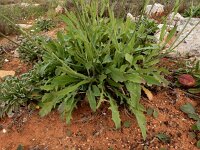 Reichardia picroides 11, Saxifraga-Ed Stikvoort