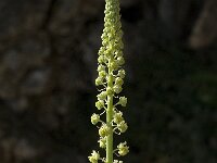 Reseda lutea 9, Wilde reseda, Saxifraga-Jan van der Straaten