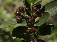 Rhamnus alaternus 10, Wegedoorn, Saxifraga-Jan van der Straaten
