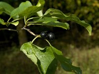 Rhamnus alaternus 13, Wegedoorn, Saxifraga-Jan van der Straaten