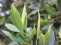 Rhamnus alaternus 14, Wegedoorn, Saxifraga-Rutger Barendse