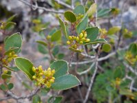 Rhamnus alaternus 20, Wegedoorn, Saxifraga-Ed Stikvoort