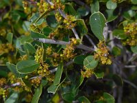 Rhamnus alaternus 22, Wegedoorn, Saxifraga-Ed Stikvoort