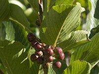Rhamnus alaternus 3, Wegedoorn, Saxifraga-Jan van der Straaten