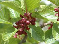 Rhamnus alaternus 6, Wegedoorn, Saxifraga-Jan van der Straaten