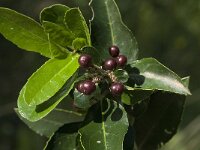Rhamnus alaternus 9, Wegedoorn, Saxifraga-Willem van Kruijsbergen