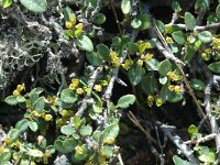 Rhamnus alaternus ssp myrtifolius 7, Saxifraga-Jan van der Straaten