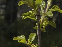Rhamnus alpina ssp alpina 5, Saxifraga-Marijke Verhagen