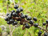 Rhamnus cathartica 19, Wegedoorn, Saxifraga-Hans Grotenhuis