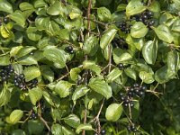 Rhamnus cathartica 2, Wegedoorn, Saxifraga-Jan van der Straaten