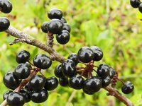 Rhamnus cathartica 20, Wegedoorn, Saxifraga-Hans Grotenhuis
