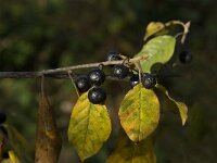 Rhamnus frangula 12, Sporkehout, Saxifraga-Jan van der Straaten