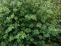 Rhamnus frangula 31, Sporkehout, Saxifraga-Ed Stikvoort