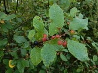 Rhamnus frangula 32, Sporkehout, Saxifraga-Ed Stikvoort