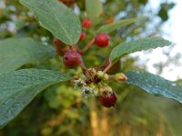 Rhamnus frangula 34, Sporkehout, Saxifraga-Ed Stikvoort