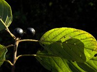 Rhamnus frangula 6, Sporkehout, Saxifraga-Jan van der Straaten