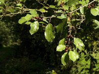 Rhamnus frangula 7, Sporkehout, Saxifraga-Jan van der Straaten