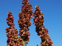 Rheum x rhabarbarum 4, Tuinrabarber, Saxifraga-Ed Stikvoort