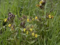Rhinanthus angustifolius 91, Grote ratelaar, Saxifraga-Willem van Kruijsbergen