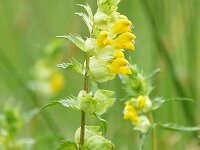 Rhinanthus angustifolius 93, Grote ratelaar, Saxifraga-Tom Heijnen