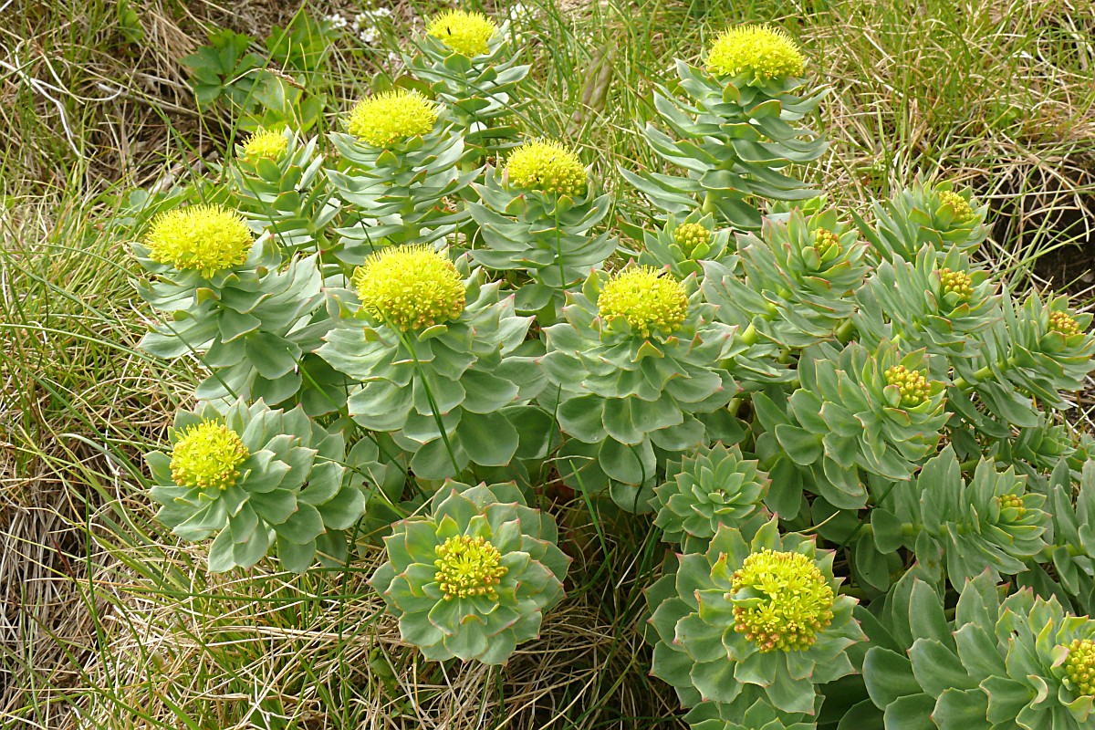 Rhodiola rosea, Rose root