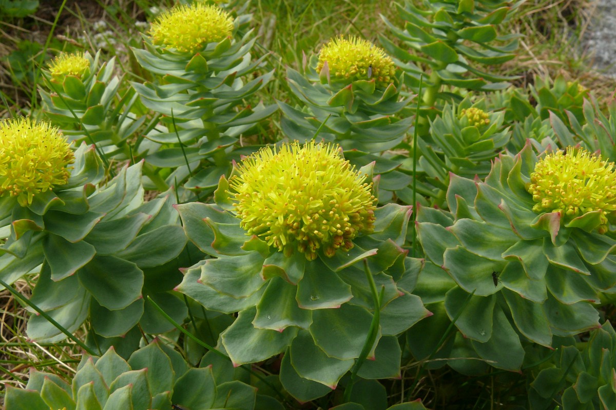 Rhodiola rosea, Rose root