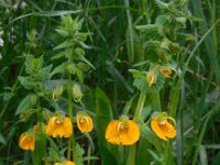 Rhynchocoris orientalis 4, Saxifraga-Ed Stikvoort