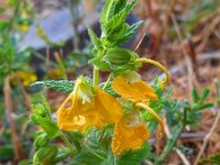 Rhynchocoris orientalis 5, Saxifraga-Ed Stikvoort