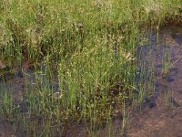 Rhynchospora fusca 8, Bruine snavelbies, habitat, Saxifraga-Willem van Kruijsbergen