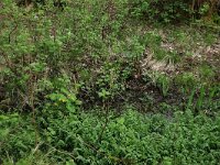 Ribes nigrum 11, Zwarte bes, Saxifraga-Hans Boll